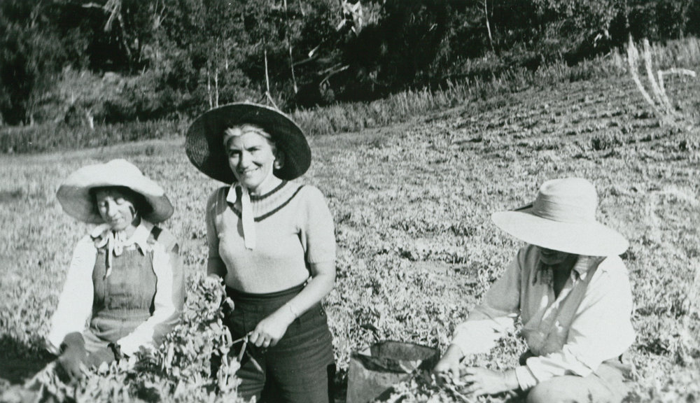 Ladies picking peas behind 'Tulkeroo', Albion Park
