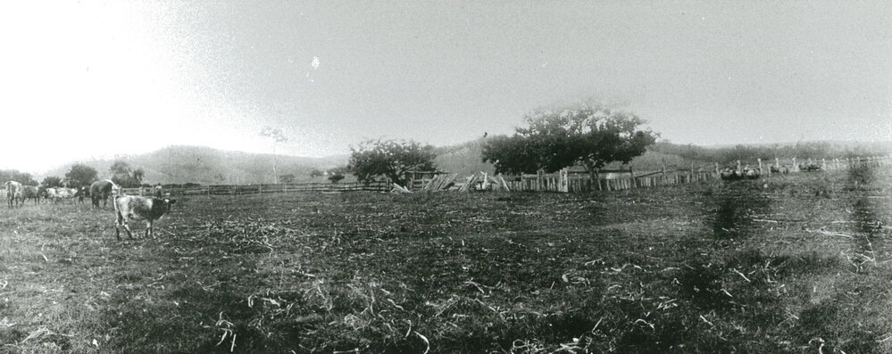 Cattle and sheep at 'Mt Terry'