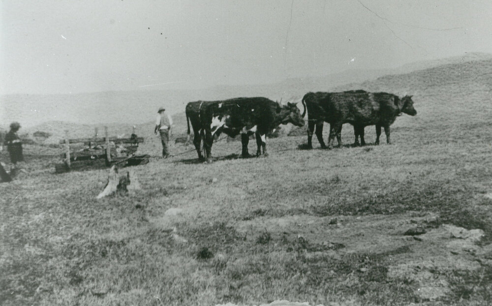 Slaney Jones with Bullocks at Croom 1939