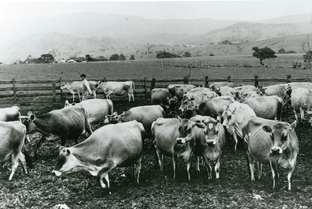Jersey cows on Grey's farm, 'The Meadows'