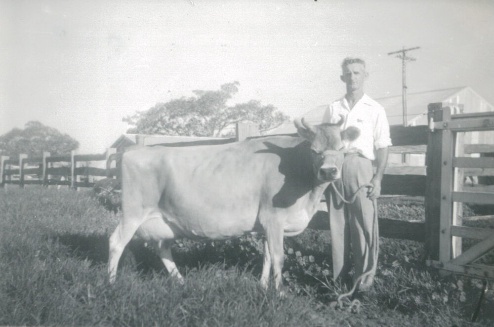 Lew Stubbs with a Jersey cow