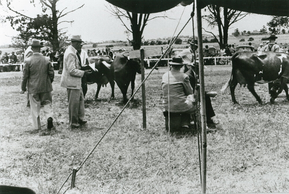 Cattle judging at Albion Park Show 1954