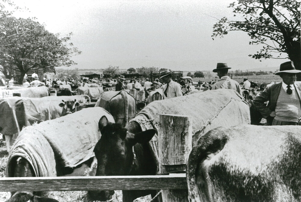 Cattle at Albion Park Show 1954