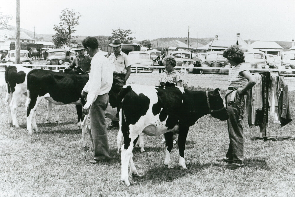 Cattle judging at Albion Park Show 1954