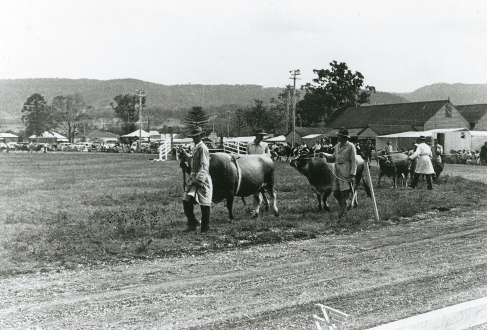 Cattle at Albion Park Show 1954