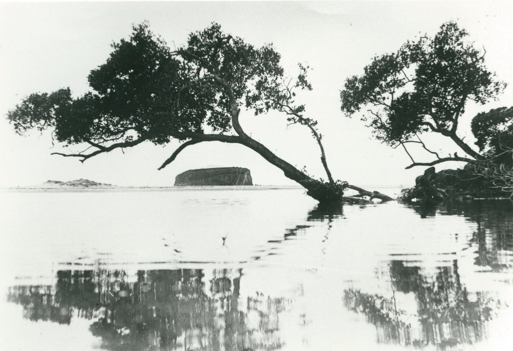 Stack (Rangoon) Island, Minnamurra