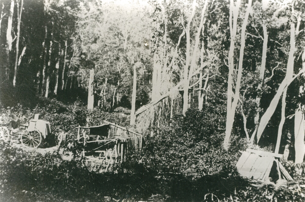 Clearing the forest at Tongarra