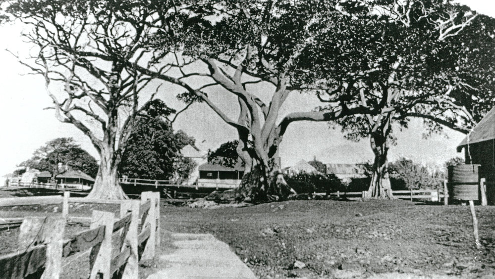 Figtrees at Little Park, Shellharbour