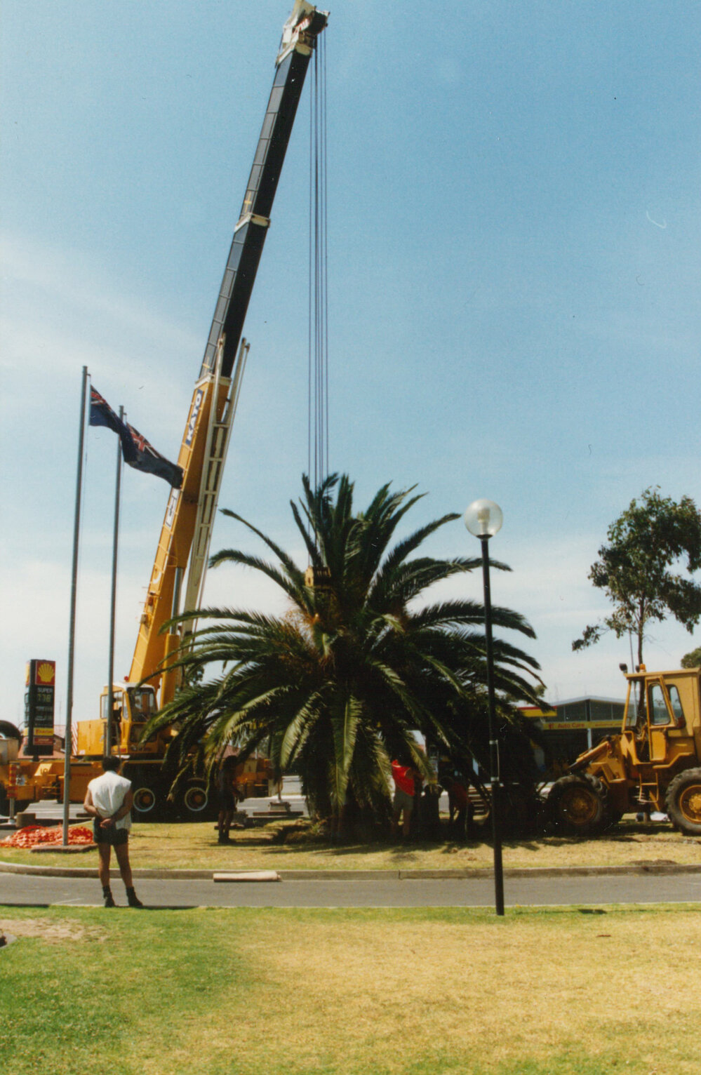 Planting the palm trees outside the old Council Chambers at Warilla