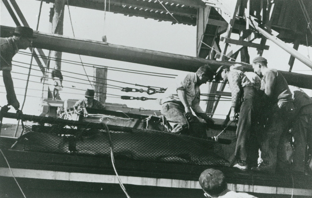 Loading a shark aboard the &lsquo;Paterson&rsquo; for transport to Manly Aquarium