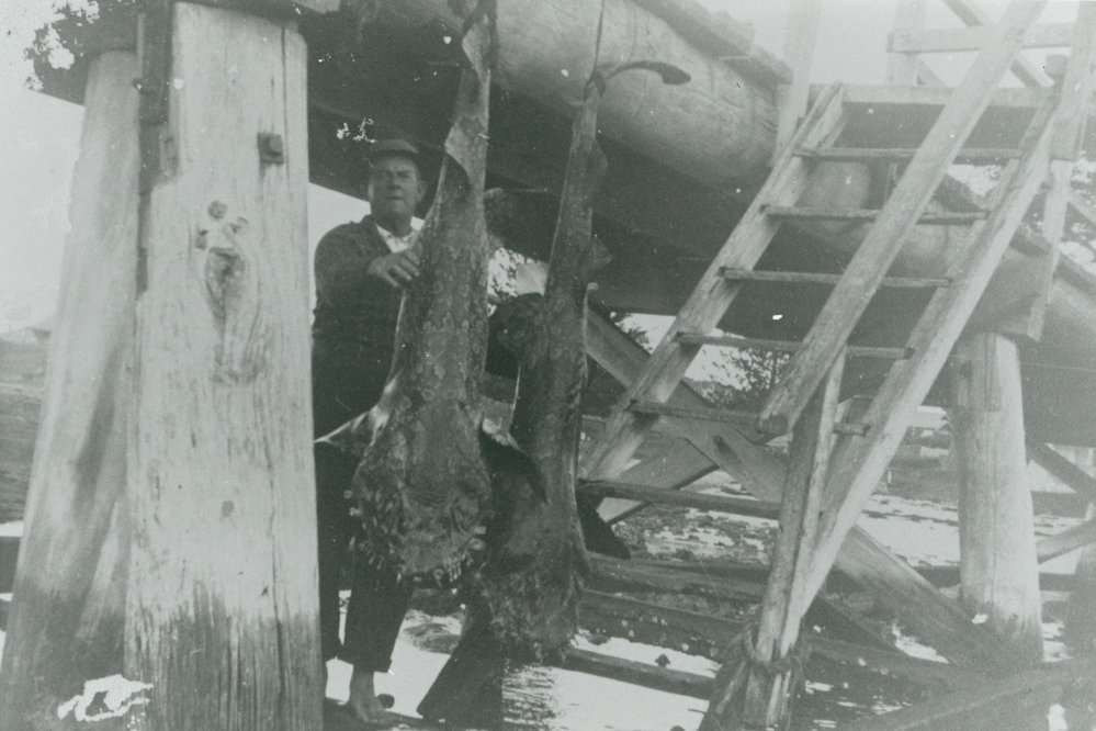 Herb Hockey with Wobbegong Sharks caught in Shellharbour