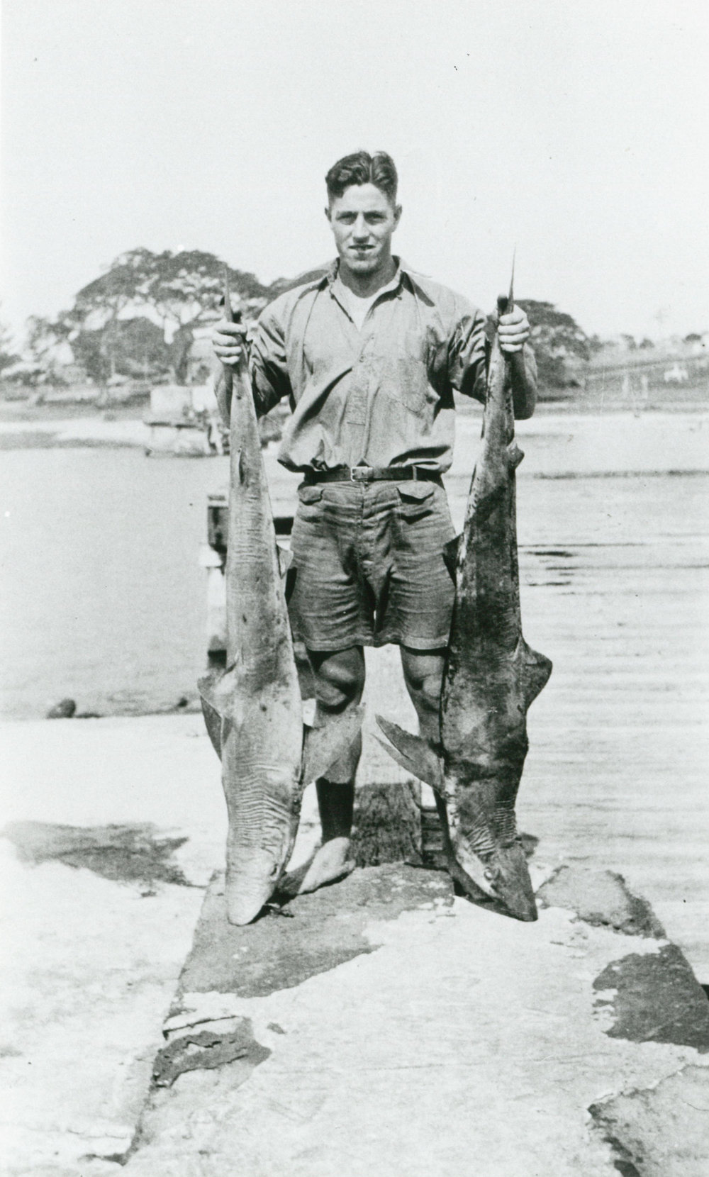 Blue Pointer sharks caught off the breakwater at Shellharbour