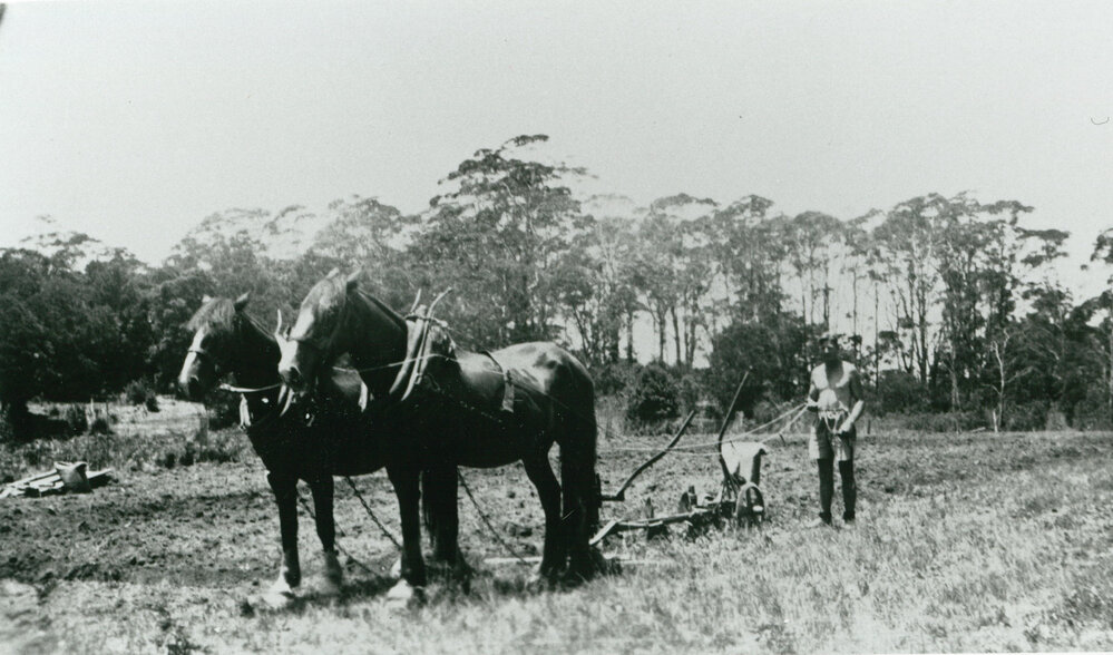 Ray Hockey ploughing at Gibson's farm, at the top of Macquarie Pass