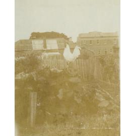 Steam Packet Hotel and Ocean Beach Hotel