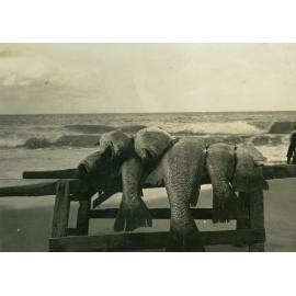 Hazelton Family Fish Catch at Shellharbour