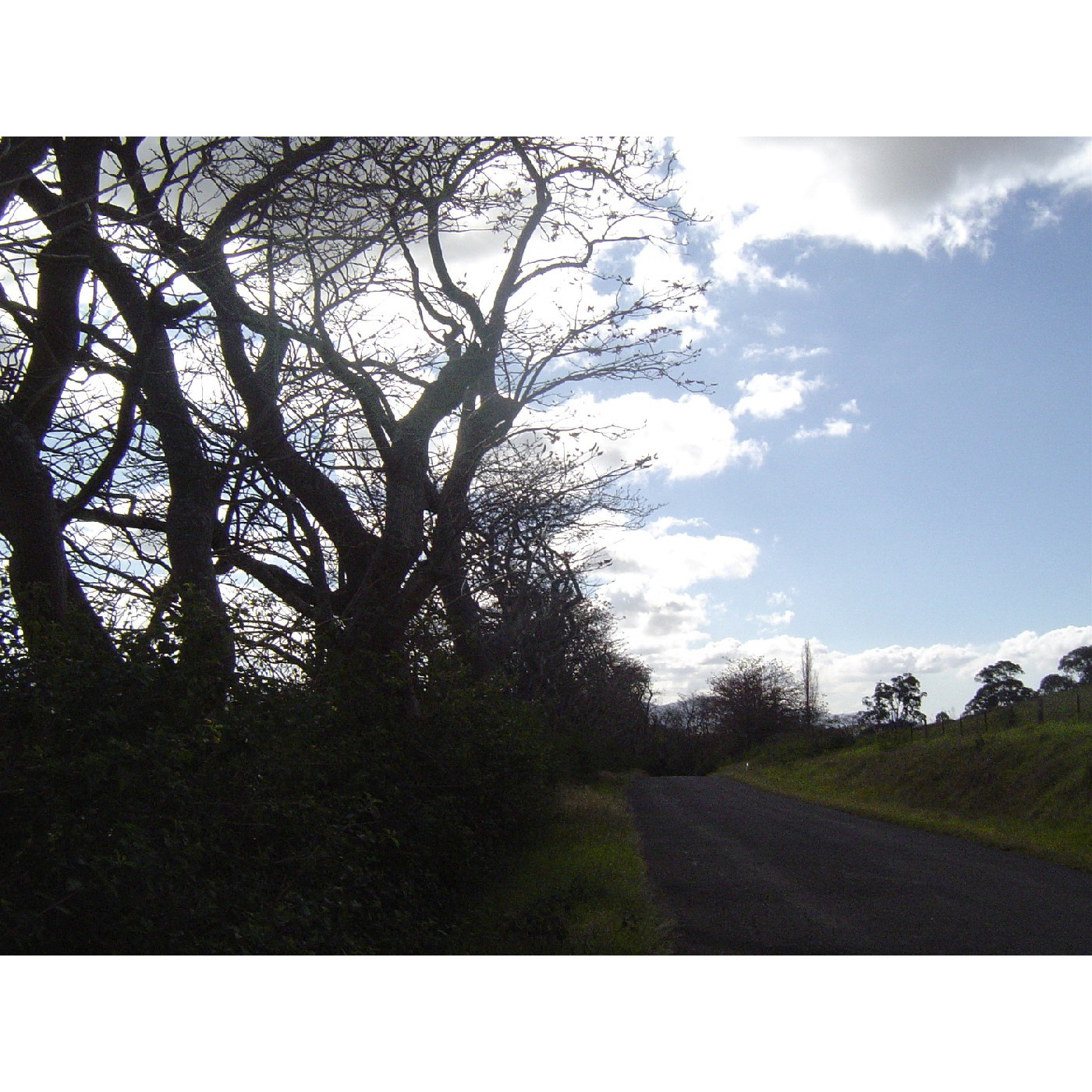 Avenue of Coral Trees