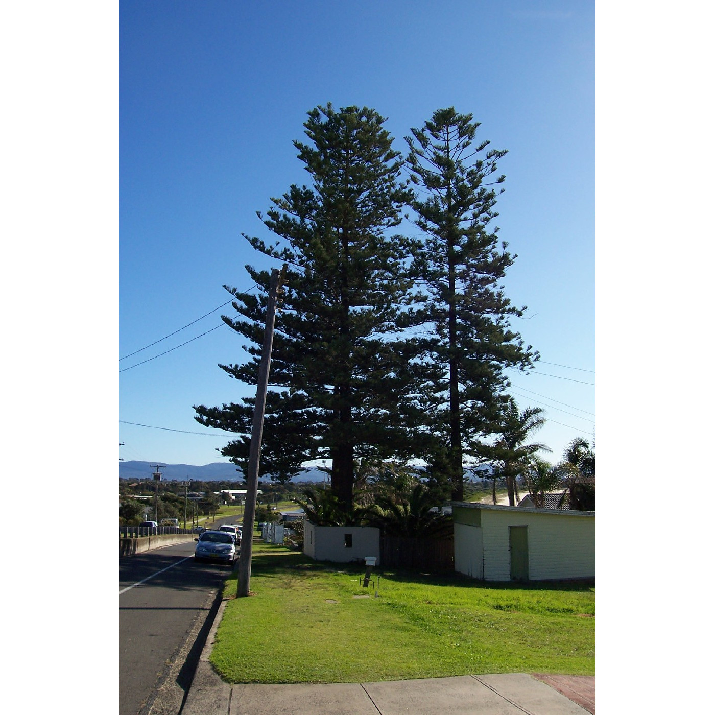 Pine Trees - 40 Wollongong Street