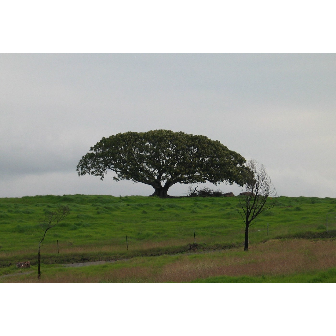 Flinders Fig Tree