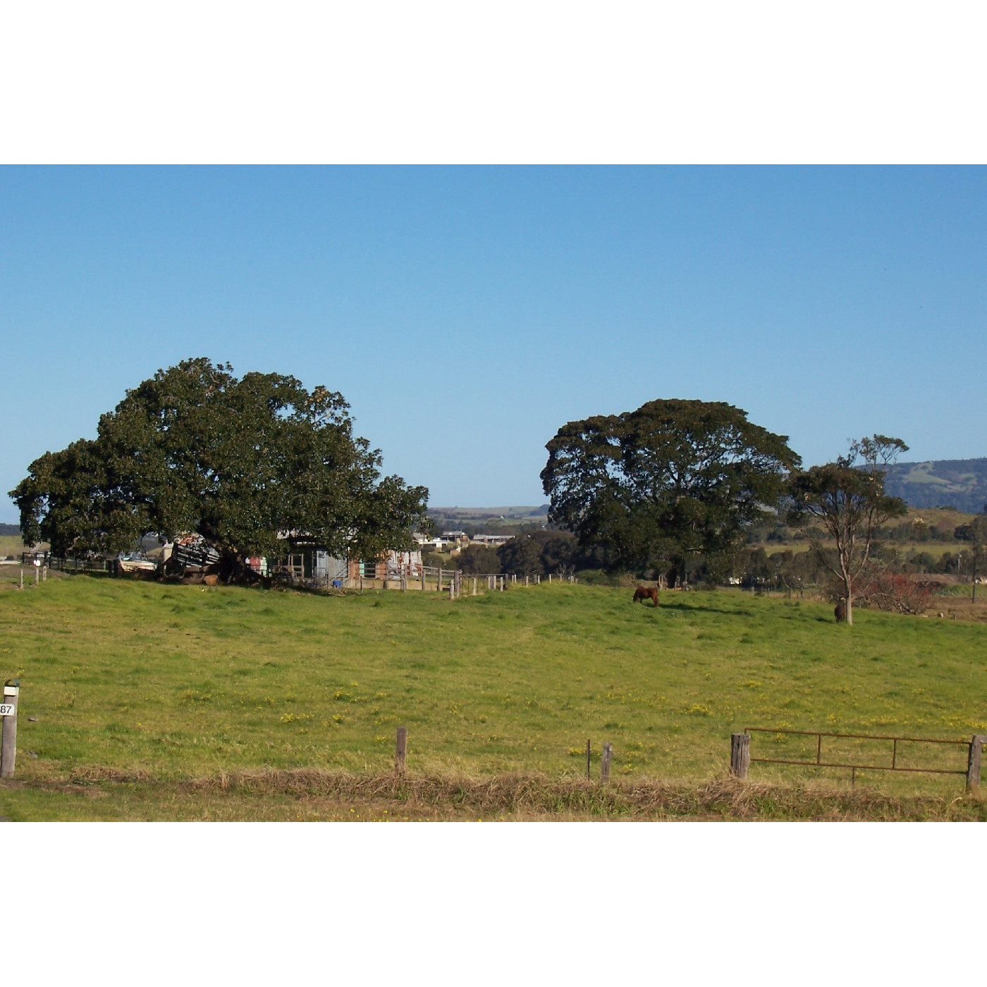 James Road Fig Trees
