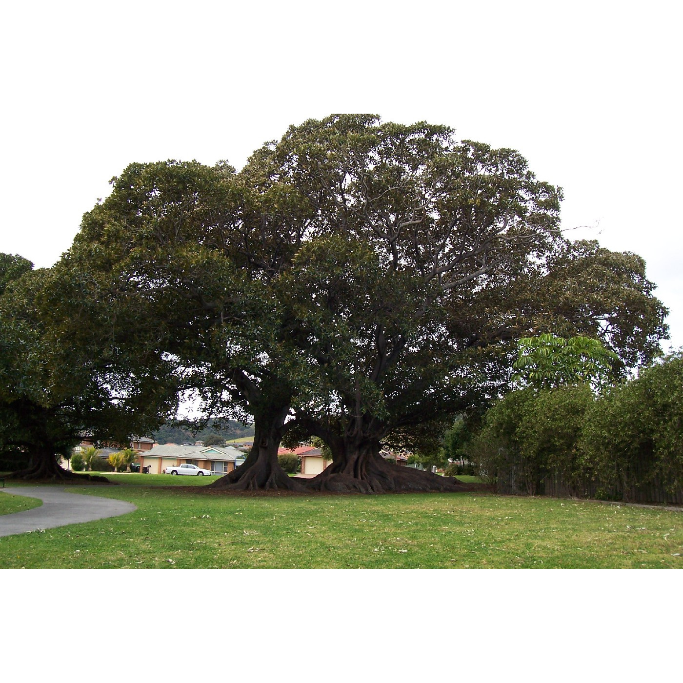John Shepherd Reserve