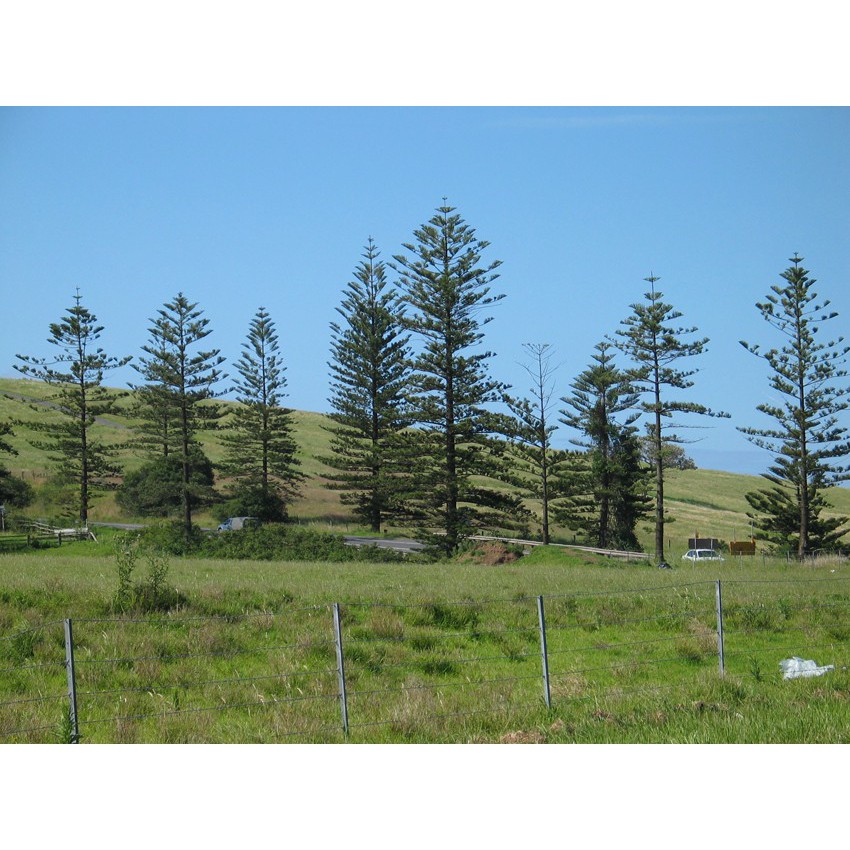Memorial, Norfolk Island Pine Trees