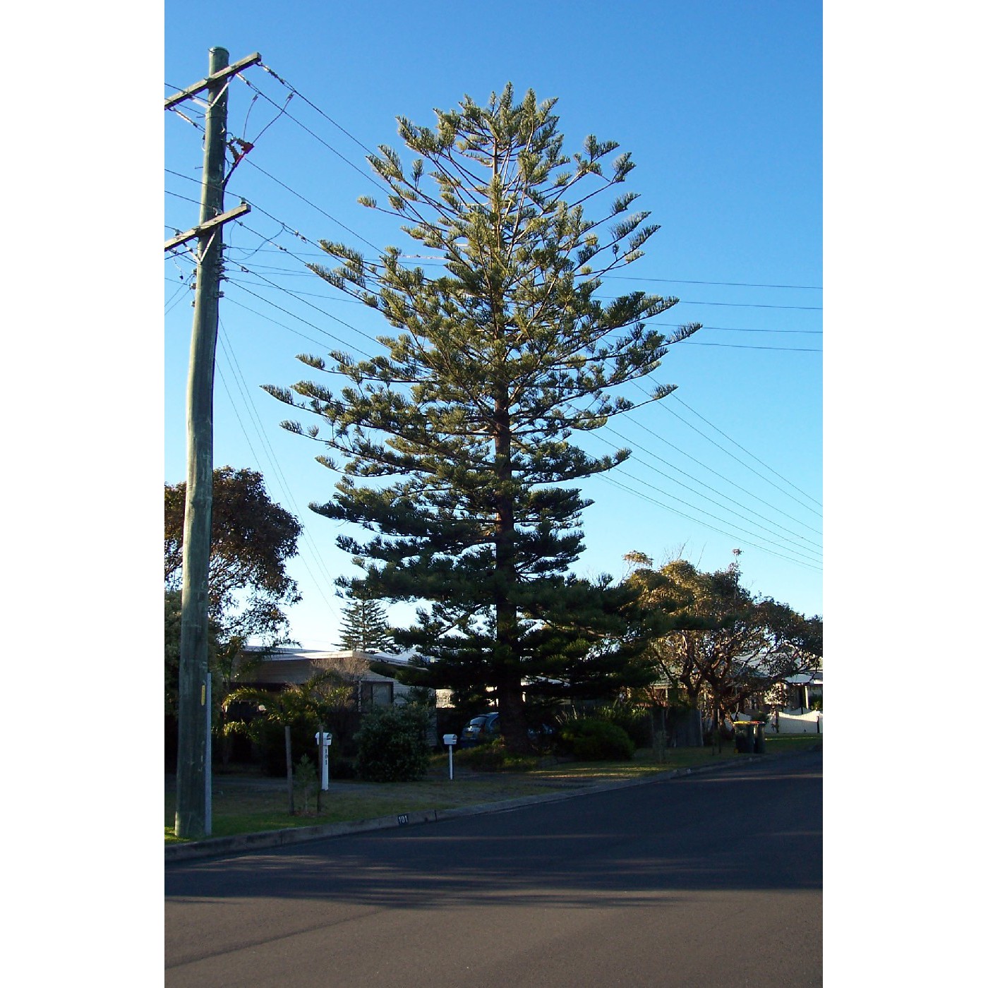Osborne Parade Pine Tree