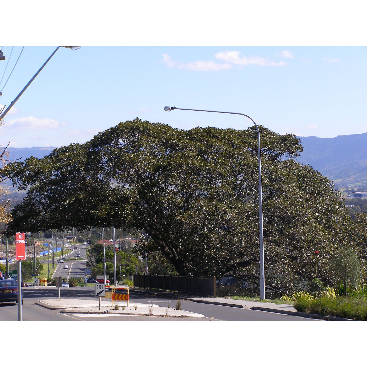 Pioneer Drive Fig Trees