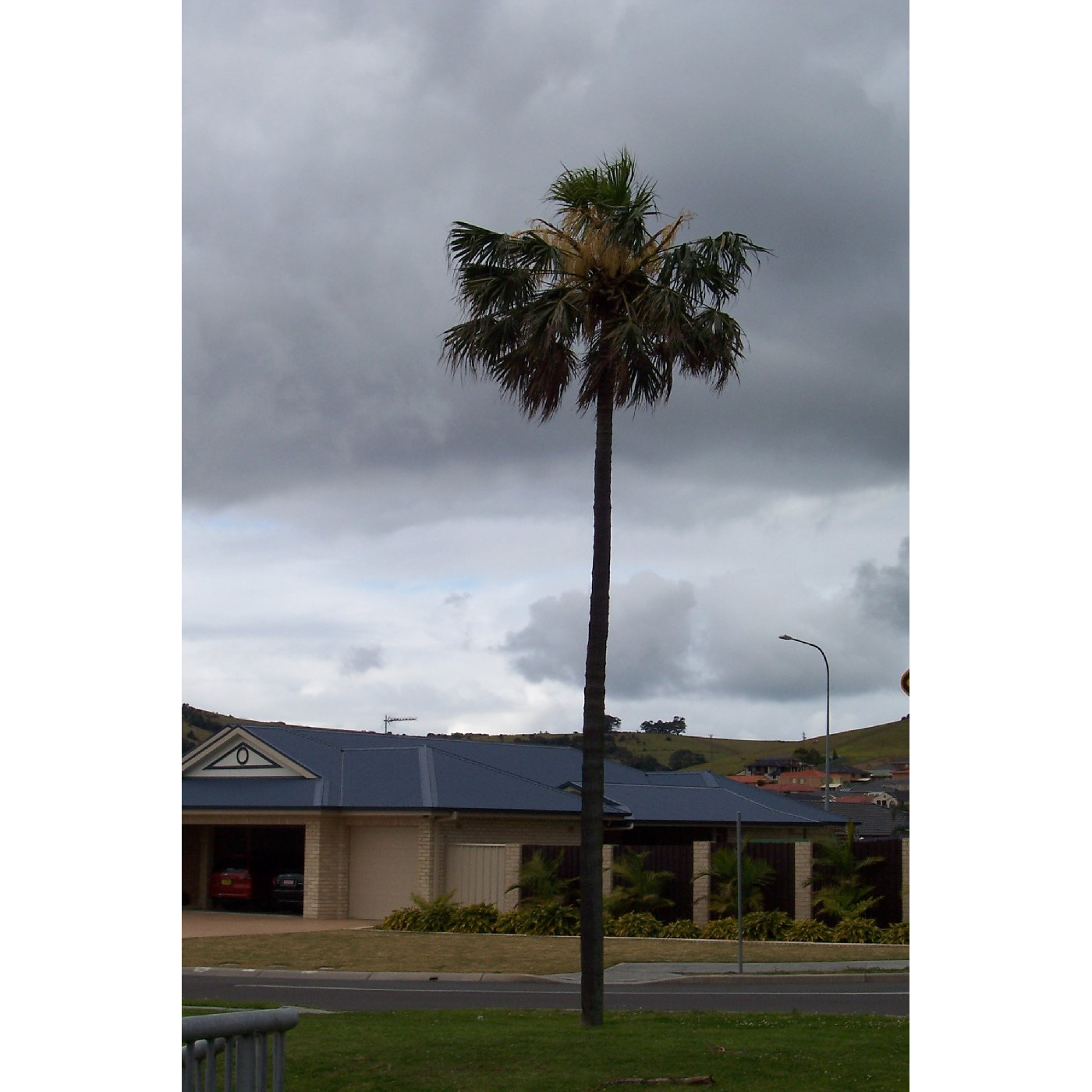 Cabbage Palm and Pear Tree - 'Rosetta Hill'