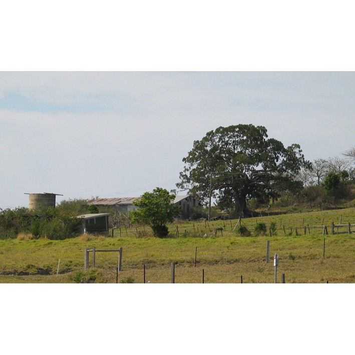 Swansea Dairy Site