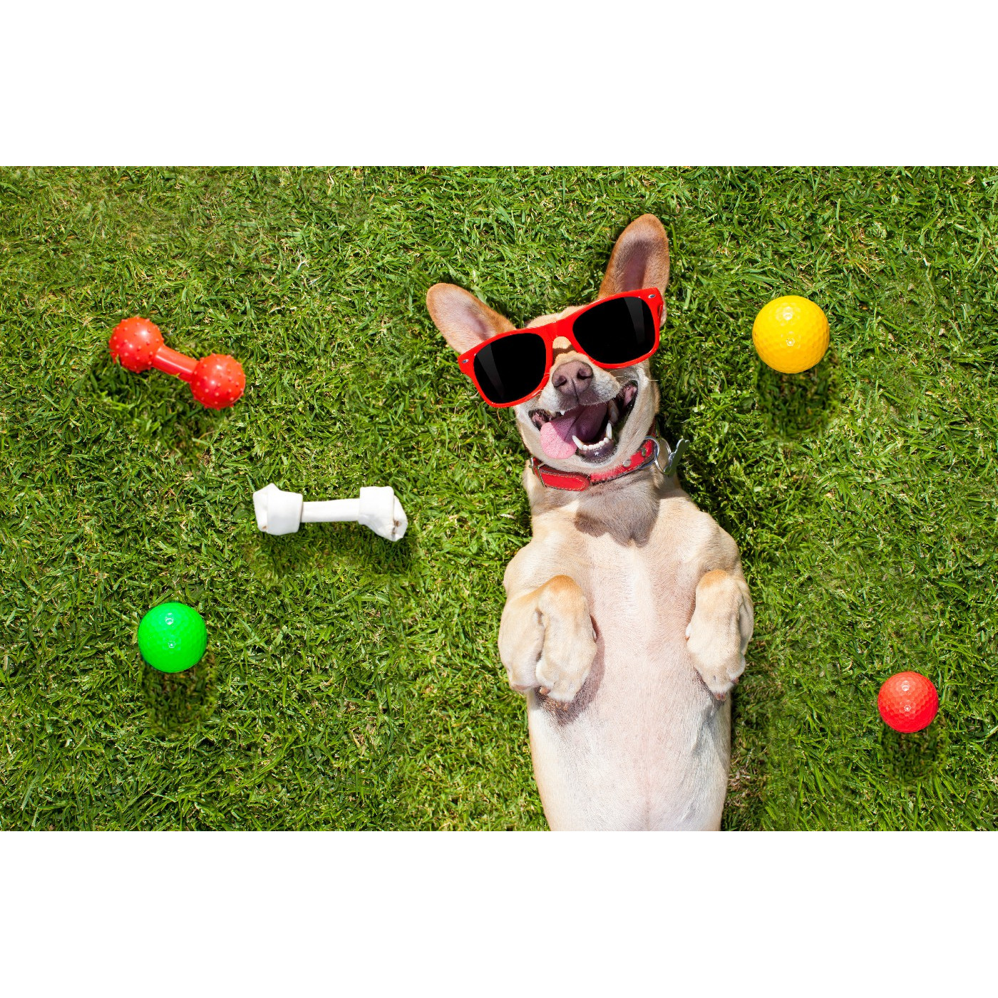 Dog Friendly Space Croom