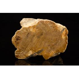Petrified Wood