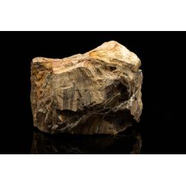 Petrified Wood