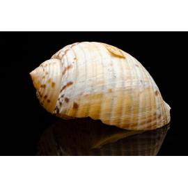 Mccabe Shell Collection