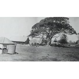 Boat Store And Figtree 