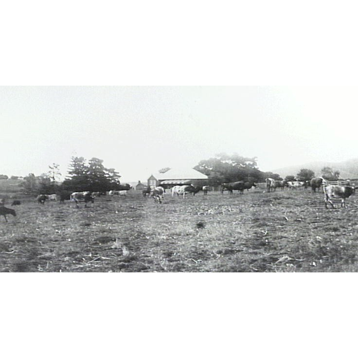 Mount Terry Homestead
