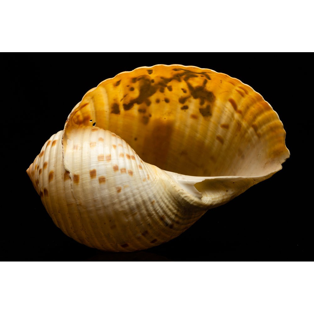 McCabe, Christopher Collection