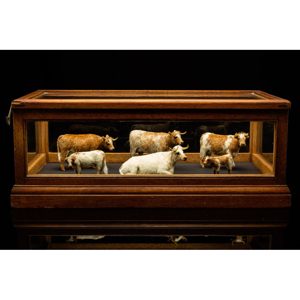 Thomas Memorial Library Collection