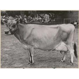 Jersey Cow The Meadow Logan Brae