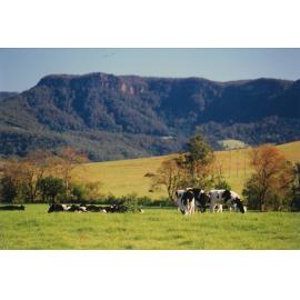 Cows in the Meadow at Calderwood