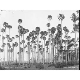Cabbage Palms Albion Park