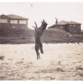 Rose Hockey's Dog, Rover