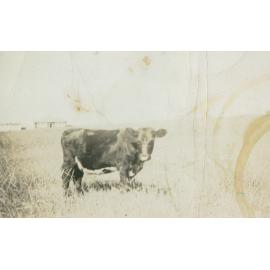 Rakowski Family House Cow