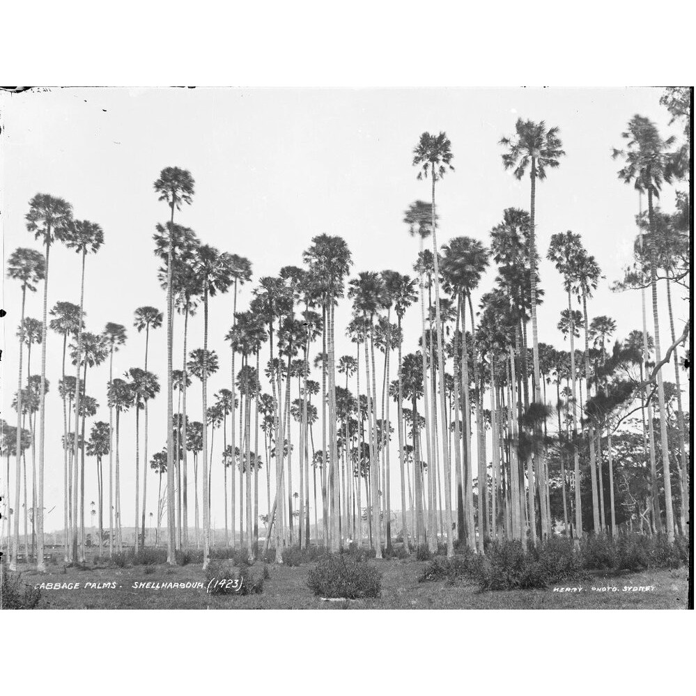 Cabbage Palms, Albion Park c.1900