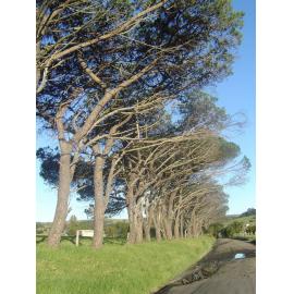 Umbrella Pines, Croome Road
