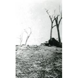 The McIlquham Family at Oak Flats