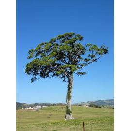 Fig Tree, Swamp Road