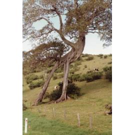 Striated Fig Tree, Dunmore