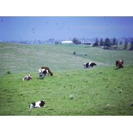 View to 'Rosemont' Farm