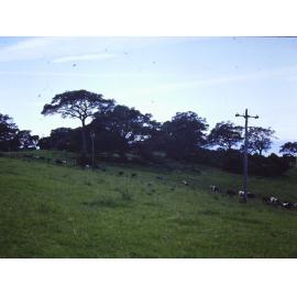 Cows at 'The Hill