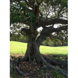 Fig Tree Killalea State Park